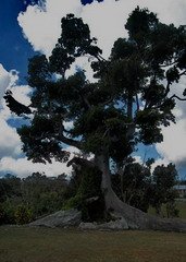 Cotton Tree Jamaica