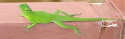 Green Lizard Jamaica